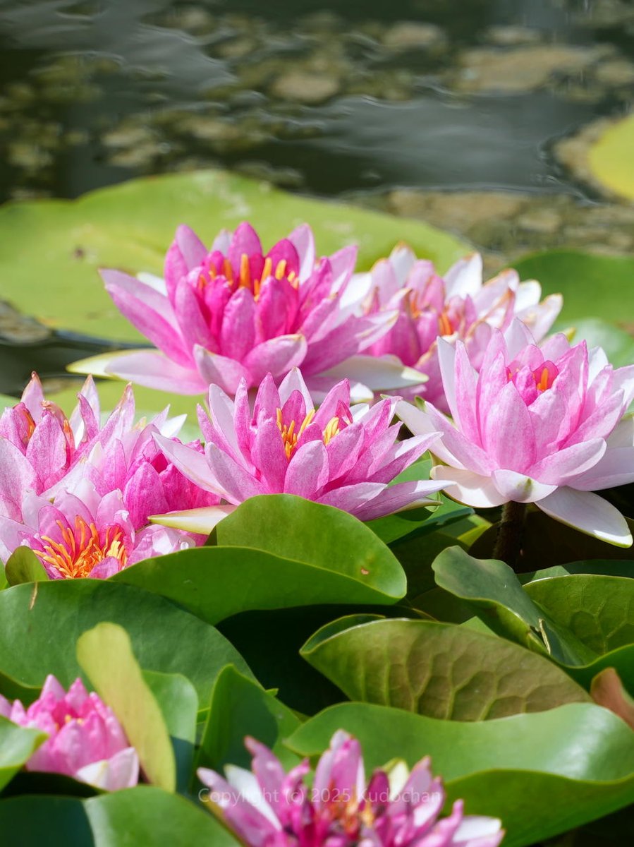 まだ睡蓮が綺麗に咲いていました♪