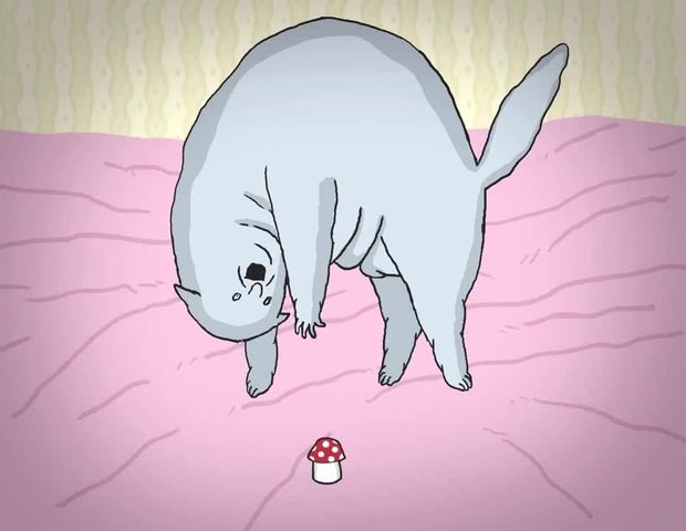 I’m going to #airdrор 25M of $shpongle soon! 

25k tokens per user 

If you are interested, like and retweet this post and drop your $SOL wallet here

Follow me if you want 
#sol