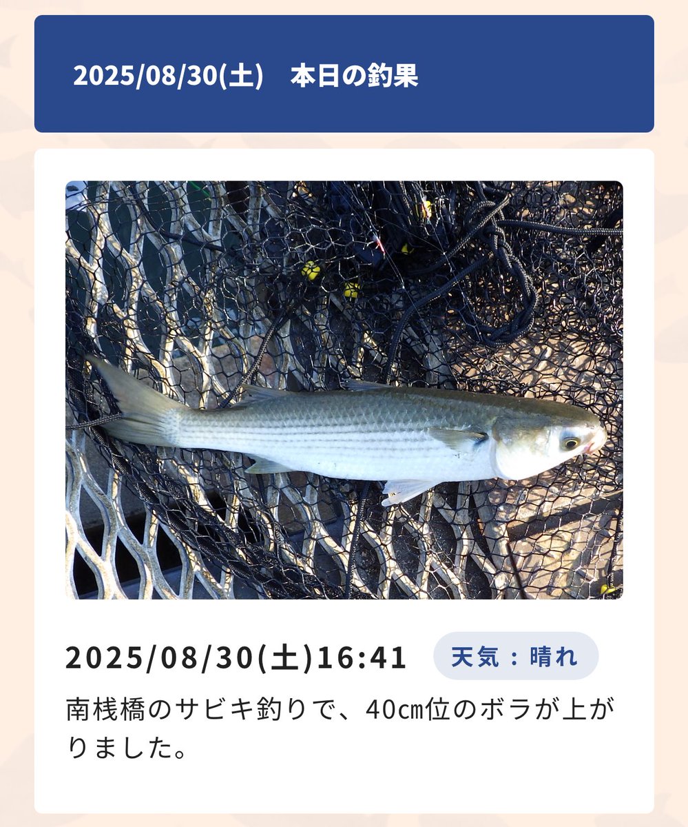 秋@秋桜 tweet media