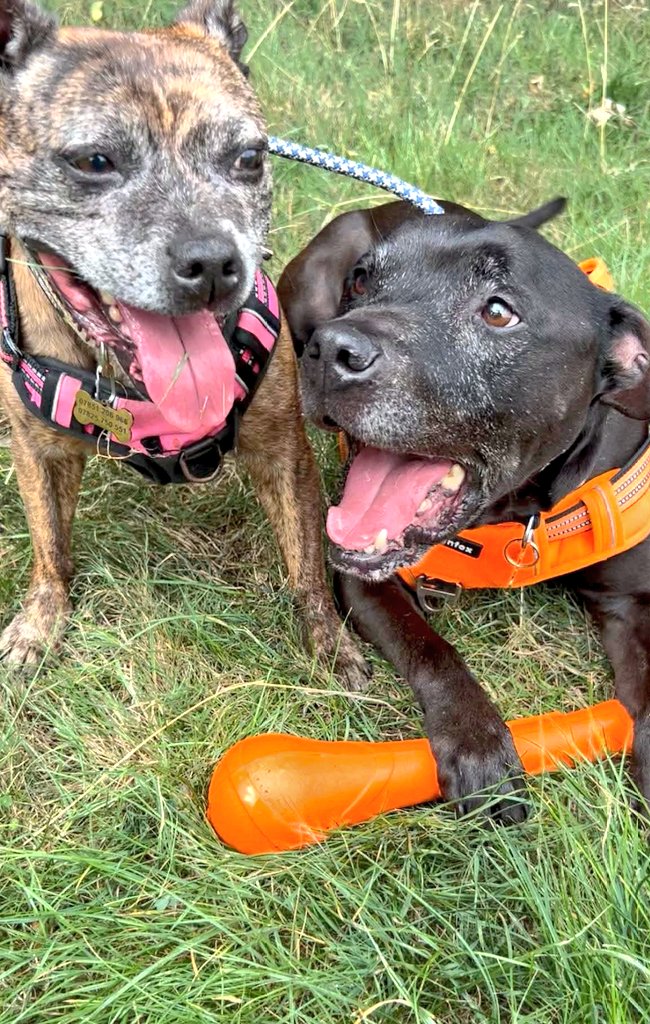 Bonded besties, Bella and Bronson are still waiting patiently for their special someone to notice them, could that someone be you?

Read all about them via this link.. seniorstaffyclub.co.uk/adopt-a-staffy… 
#StrayKids #TeamZay #AdoptDontShop #rescuedogs #adoptme ❤️❤️❤️