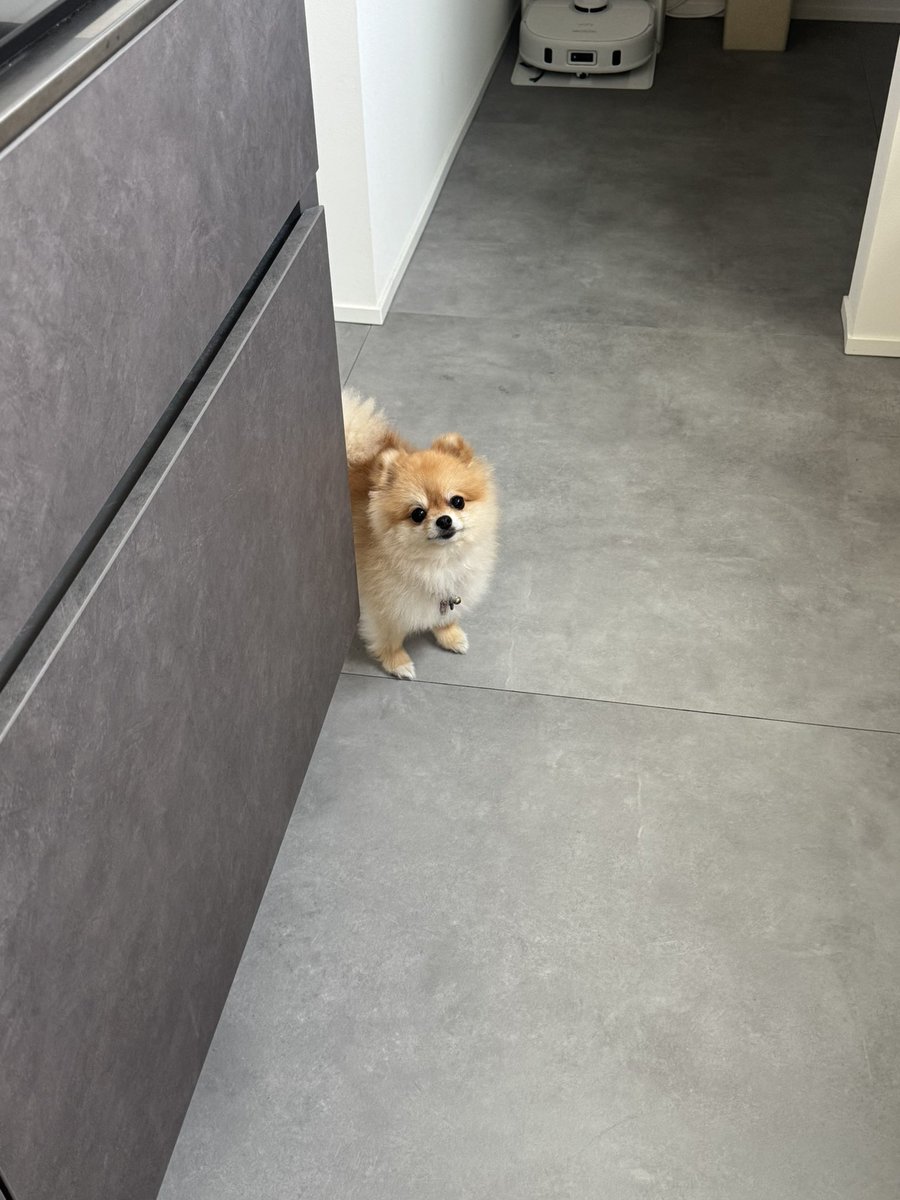 ぽんちゃん