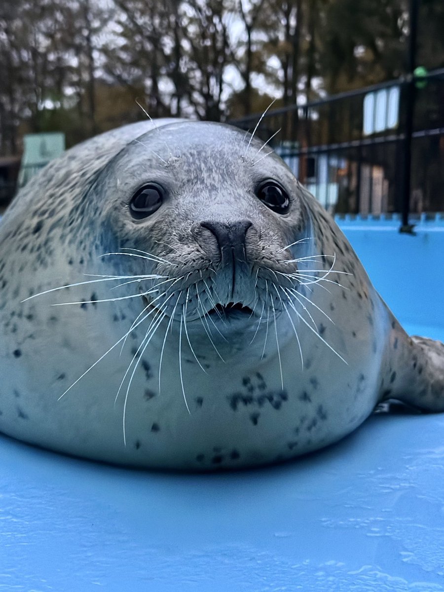 CAT FISH ソフビ 1265516__48645.1752297092.386.