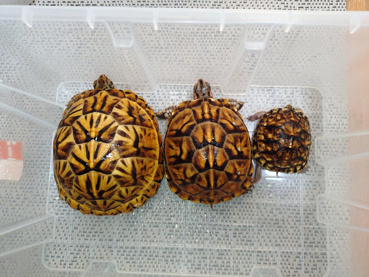 三匹共24年CBなんです🐢😆
左二匹兄弟、1番右はその親戚
いろいろトウブはありますよね😆
#トウブハコガメ