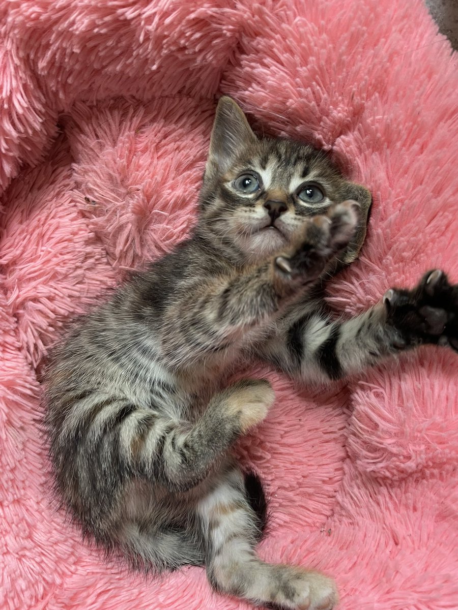 Bella 🩶🧡🖤