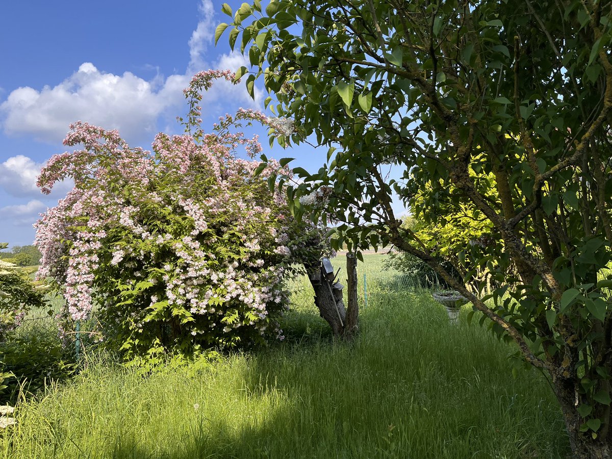 SchiwonRudolf's tweet photo. @gepardtatze Wunderschön, vor vielen vielen Jahren Ziel meiner Fahrradtouren. Jetzt bin ich auf meinen Garten am Nordrand der Eifel angewiesen. https://t.co/8USy9S4xkX