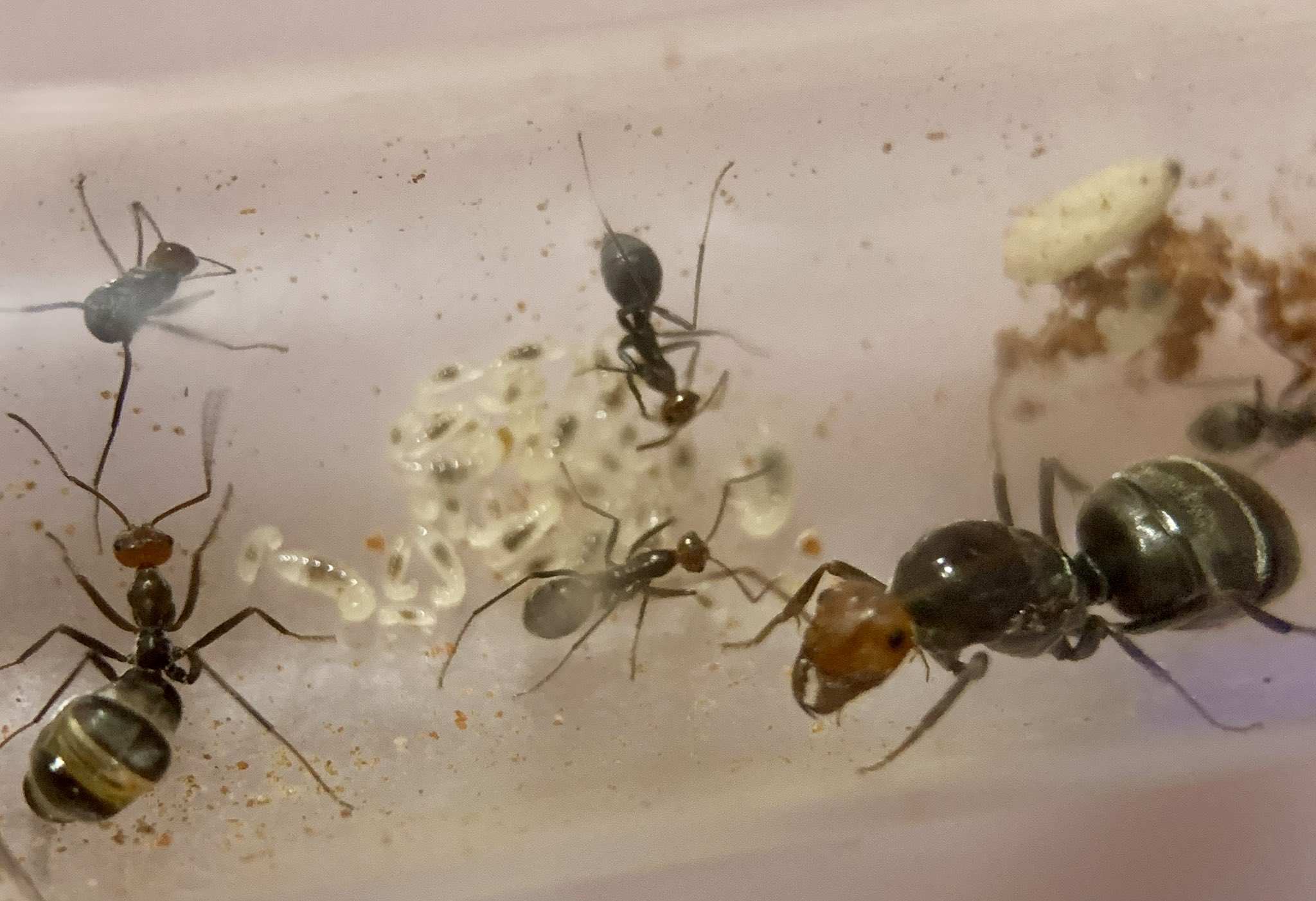 Ant Museum (@ant_museum1911) / X