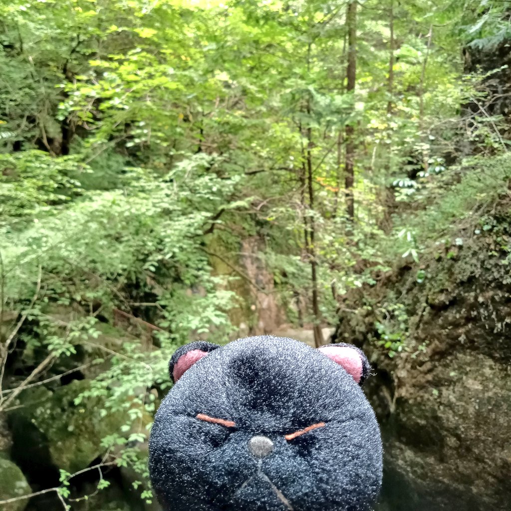 SnYbi9's tweet image. くろぼう、夏の自然を満喫🐈‍⬛

#ぼうみたいなねこ
#ぼうねこ 
#ぬいぐるみ 
#ぬいぐるみ好きさんと繋がりたい 
#ぬい撮り 
#ぬい活