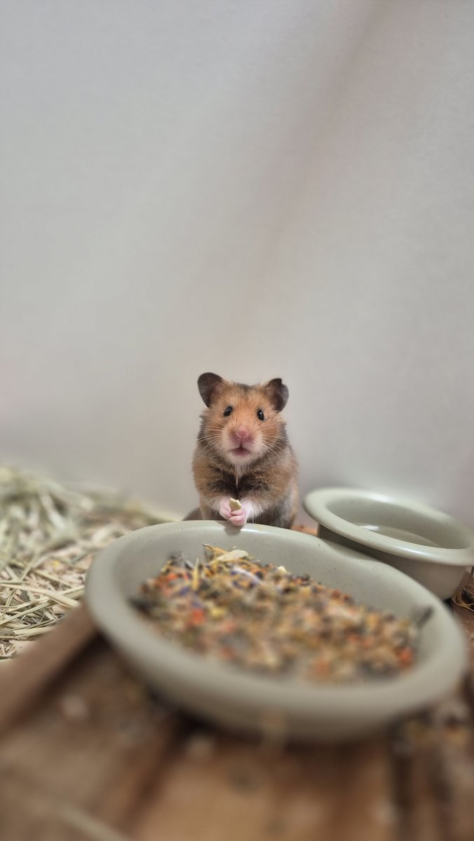 코가 반짝이는 코순이