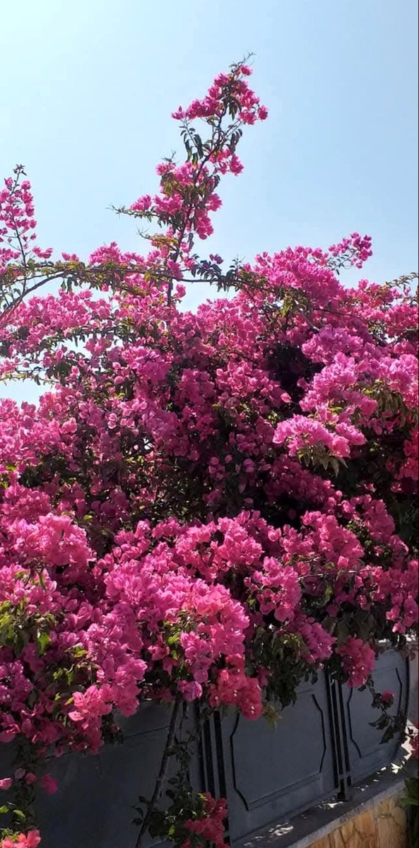 花❁ 🌹 ᘡ20ℓv20ᘠ□☆□ ❉ღϠ❋花❋₡ღ✻↞❁✦彡○⊱❊⊰✦❁ ڿڰۣ❁ ℓα