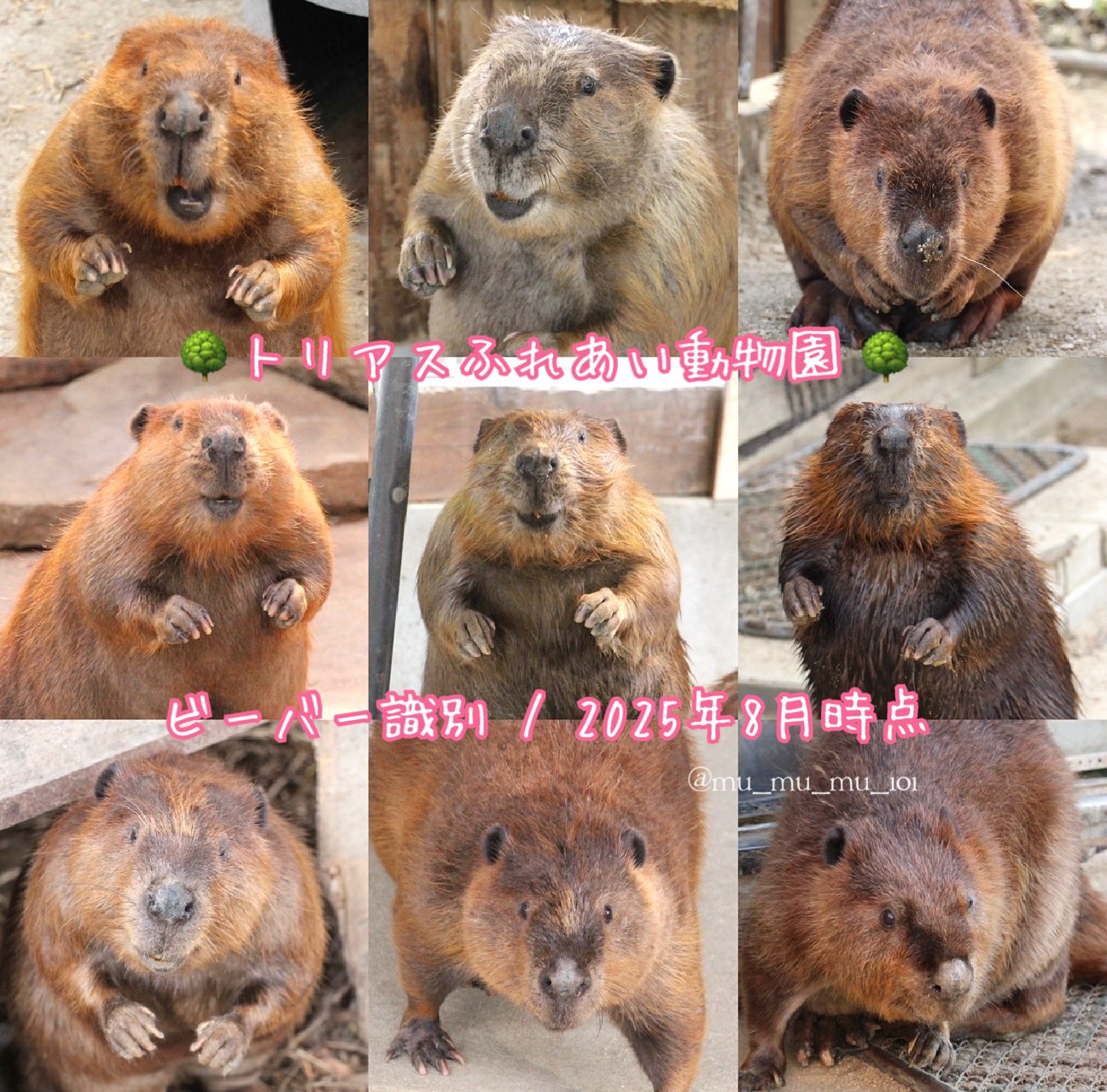 ワンコ様2 フィギュア ふちやすみ 色々わんこ2 1個入 | 卸・仕入れサイト