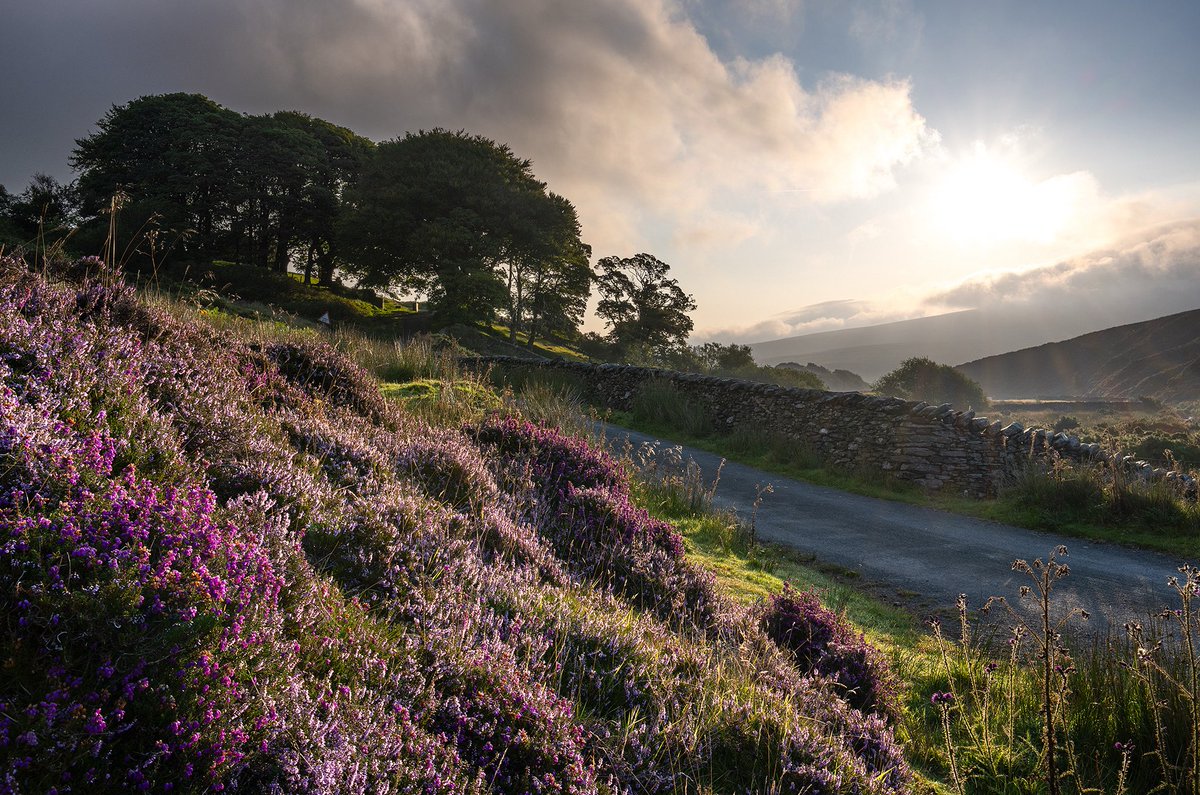 Heather at full bloom catching the morning light on the roadside at Montpelier in the Druidale Valley. This was a last-minute shot I grabbed before fleeing to my car away from the swarms of Midges plaguing this area 🦟 🥴 #iom #isleofman #landscapephotography