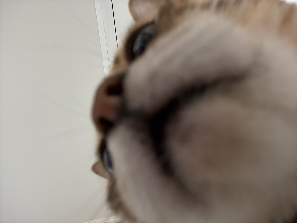 자기얼굴보고골골송부르는고양이첨봄