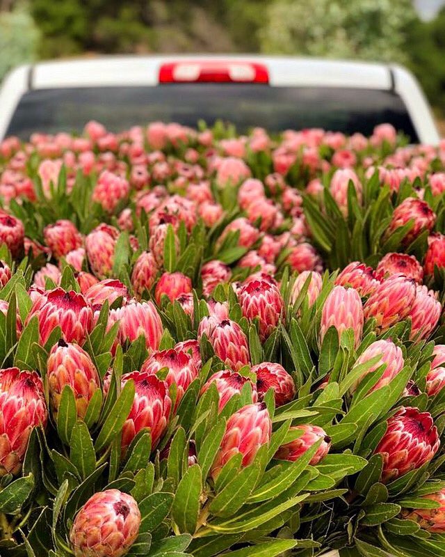 Cheers to a long weekend and a bed full of flowers 🚜🌷🌷🌷

Grab your 🛍️ or cart… it’s time to head on over to the <a href="/OldTownTemecula/">Old Town Temecula</a> Farmers Market (8am – 12:30pm). We have plenty of colorful proteas, lush greens, bouquets &amp; plants to brighten up your day &amp; holiday gathering! 💐
