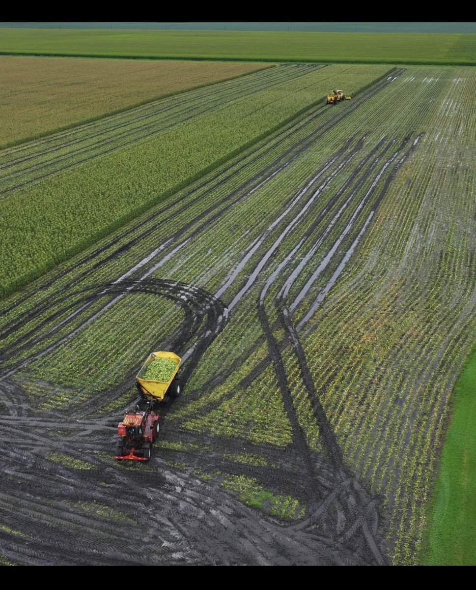 Oh boy. When #SweetCorn needs to be picked it doesn't matter the soil conditions. No one wants overripe sweet corn. To repair damage/ruts use a lite tillage pass and plant #covercrops. Plenty of time for good growth and for benefits. #soilhealth