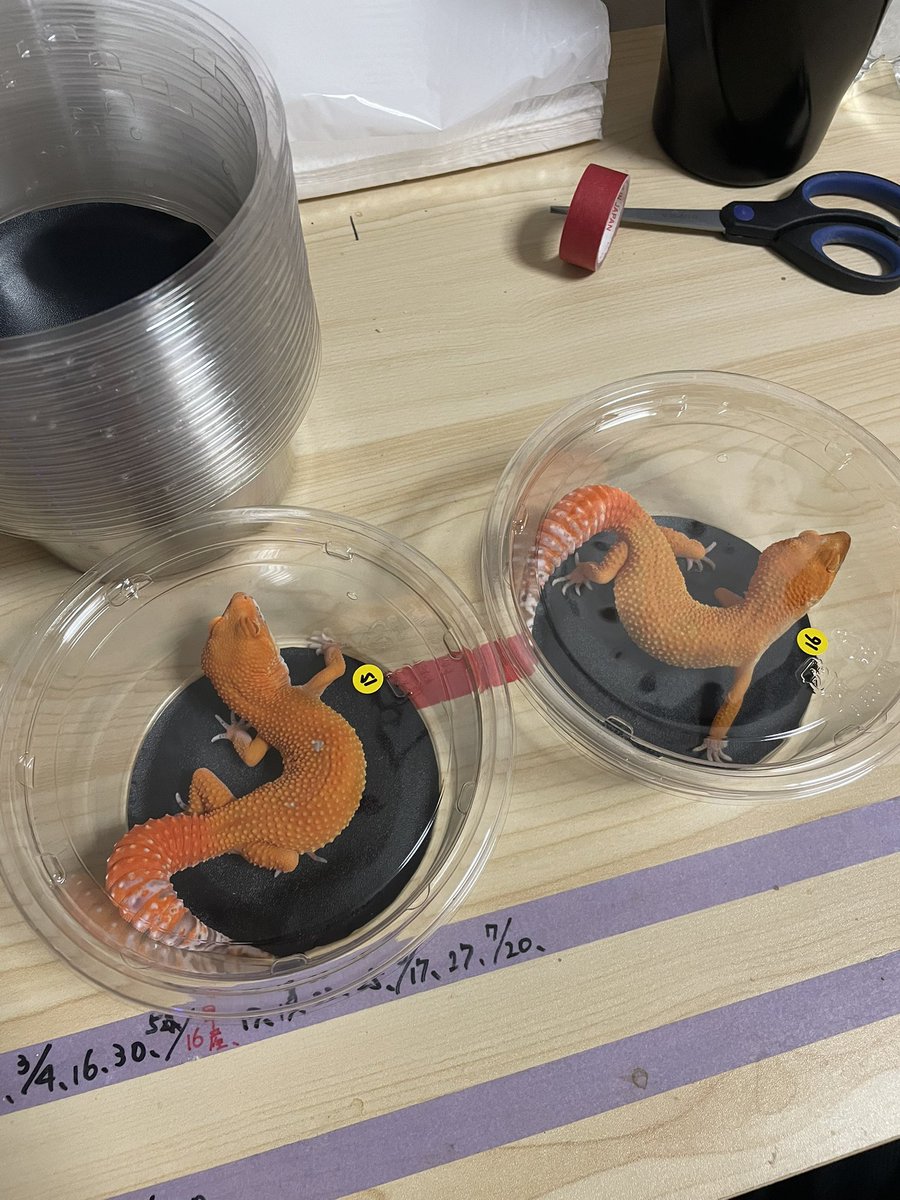 Key_Leopard's tweet image. 仕事から帰って色々あってやっとパッキング諸々の準備終わった😂
明日は近レプでシンヤ君のブース35番BLACK EVOLUTIONさん所でレッドデビル系(pure、cross)、レーダー、タンジェリンのレオパを一緒に置かせてもらえることになったのでシンヤ君ブース見に行くついでに見て行ってください😊