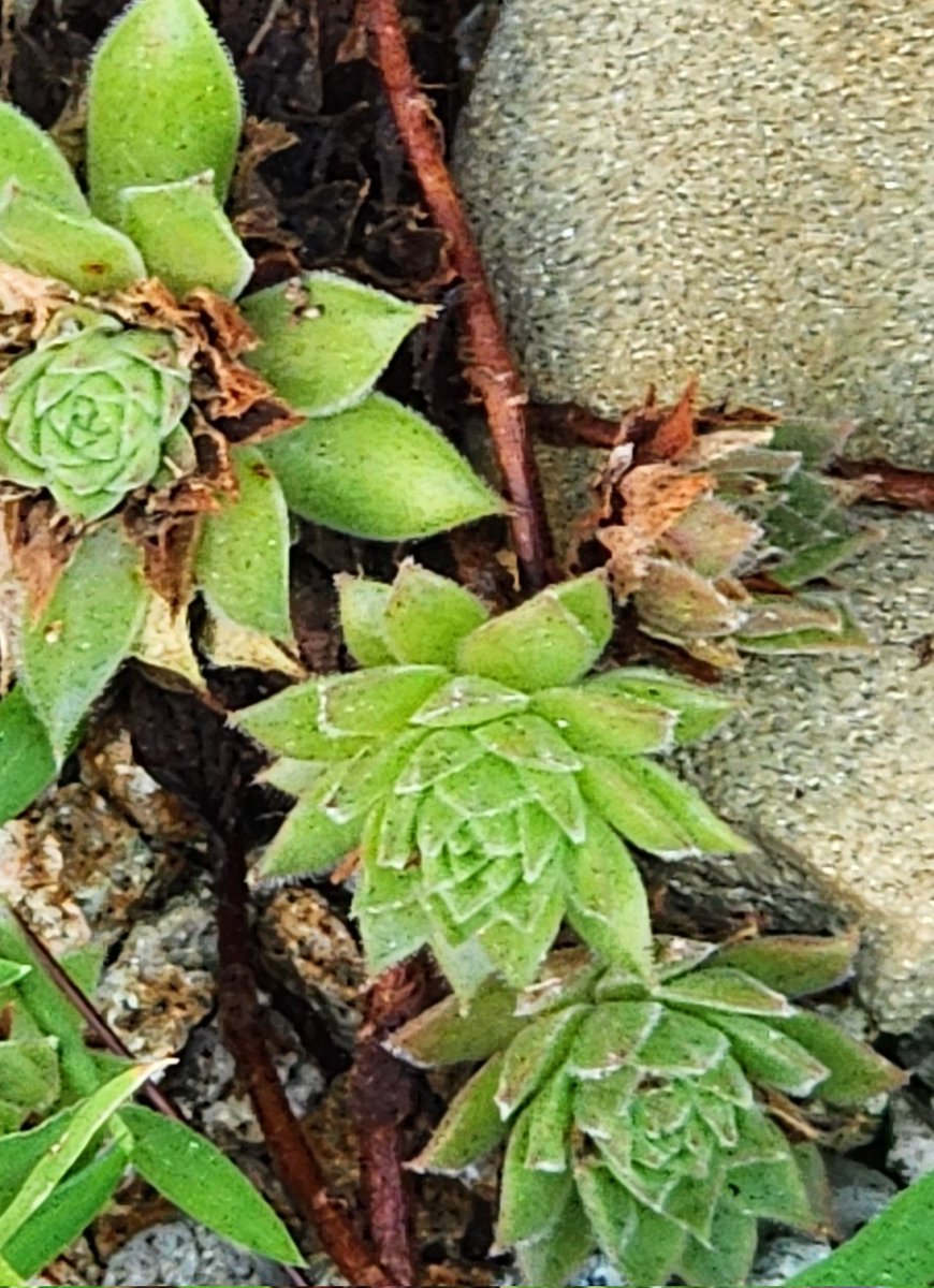 qpghp's tweet image. 작은 잎 하나에도
세상의 빛이 머무르고,
촉촉한 흙 위에서
조용히 생명을 키워내는 다육이.
말없이도 우리 곁을 채워주는
작은 숲 같은 친구입니다. 🌱✨

#다육이 #초록일상 #작은숲 #힐링
#초록감성 #식물사랑 #집안정원 #마음휴식