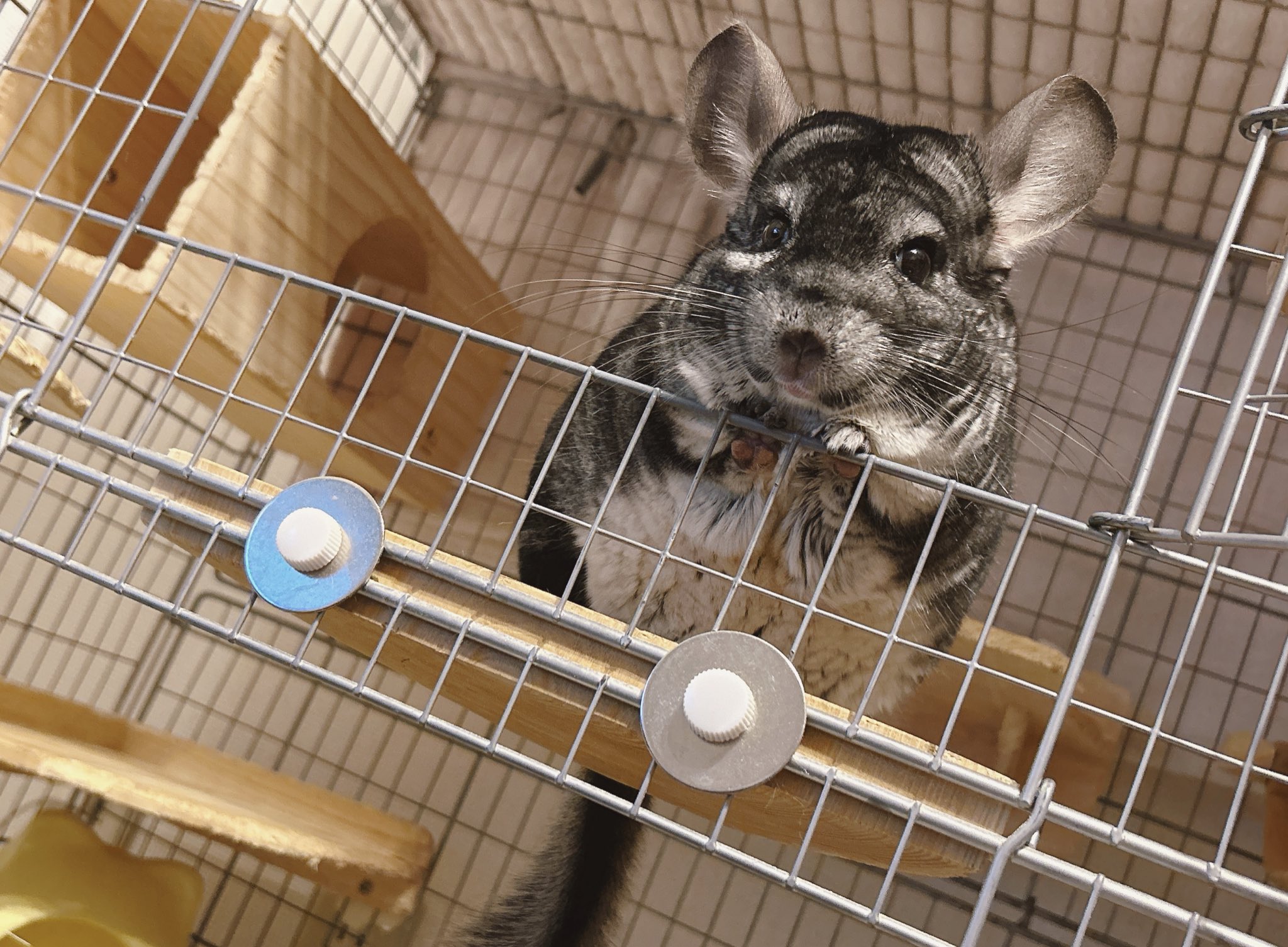 FOXEY チンチラ 2025年最新】Yahoo!オークション -foxey チンチラの