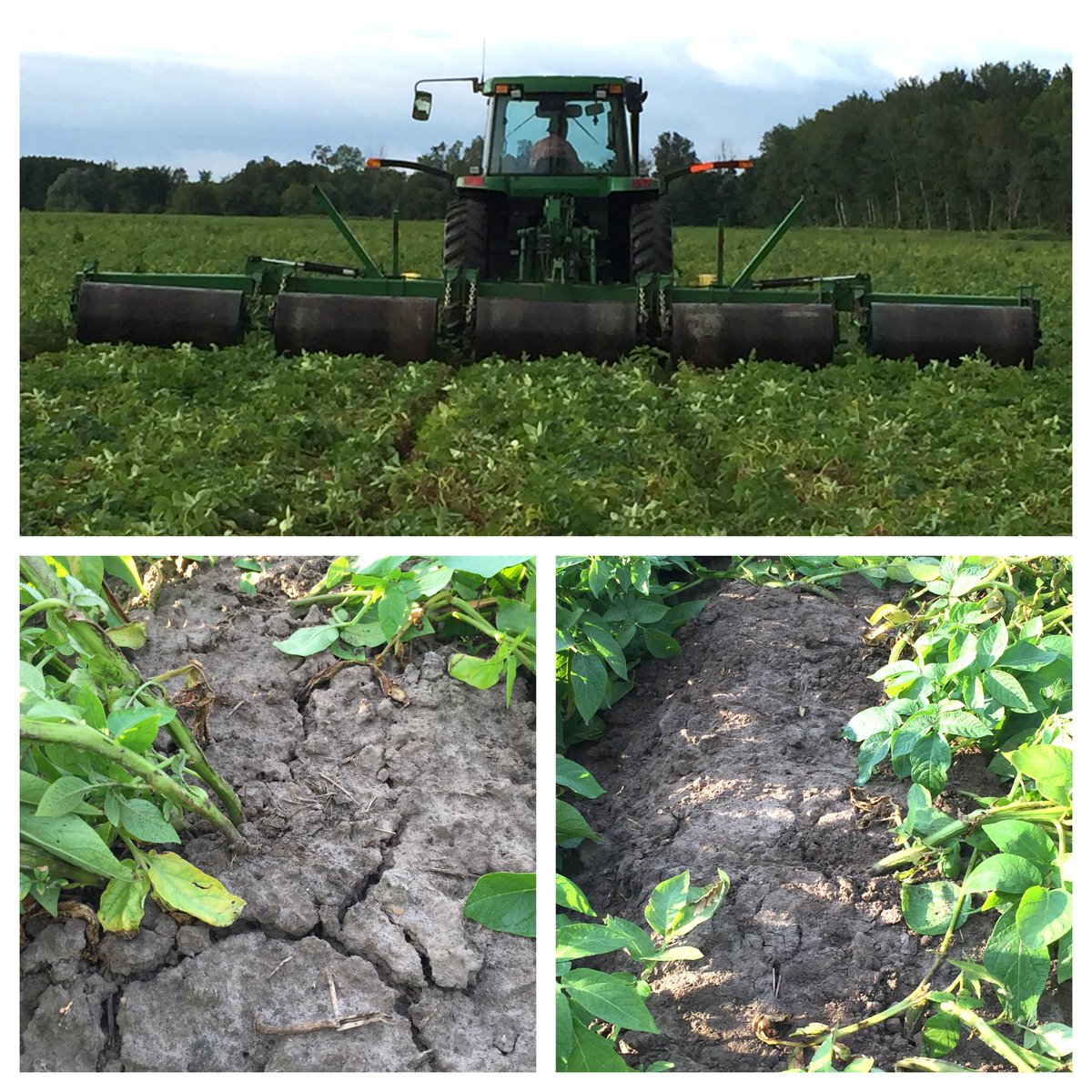 Big fan of rolling 🥔👍