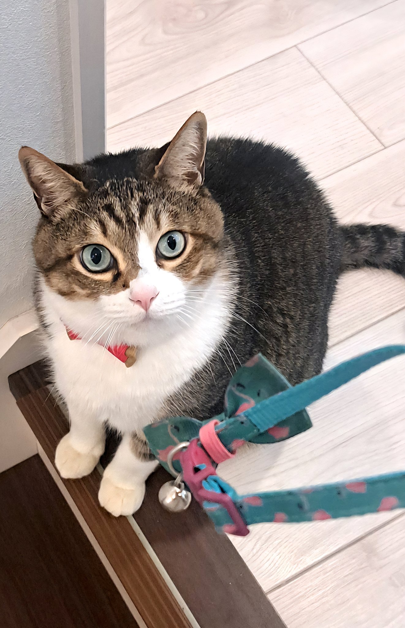 雨の日のねこ様♡ありがとうございます♡ 猫依ちかな🐈⛩️ on X: 