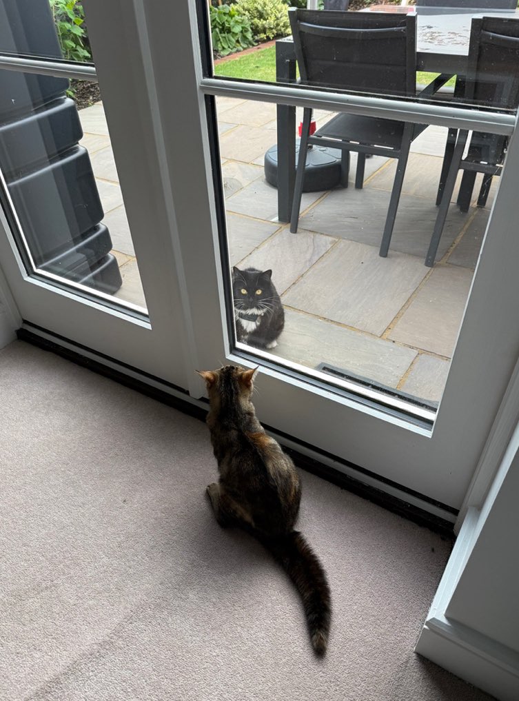 Ooh hello, I’m your neighbour Sierra, who are you ?
I’m Ada and I’ve just been adopted so can’t come out to play yet #AdoptDontShop