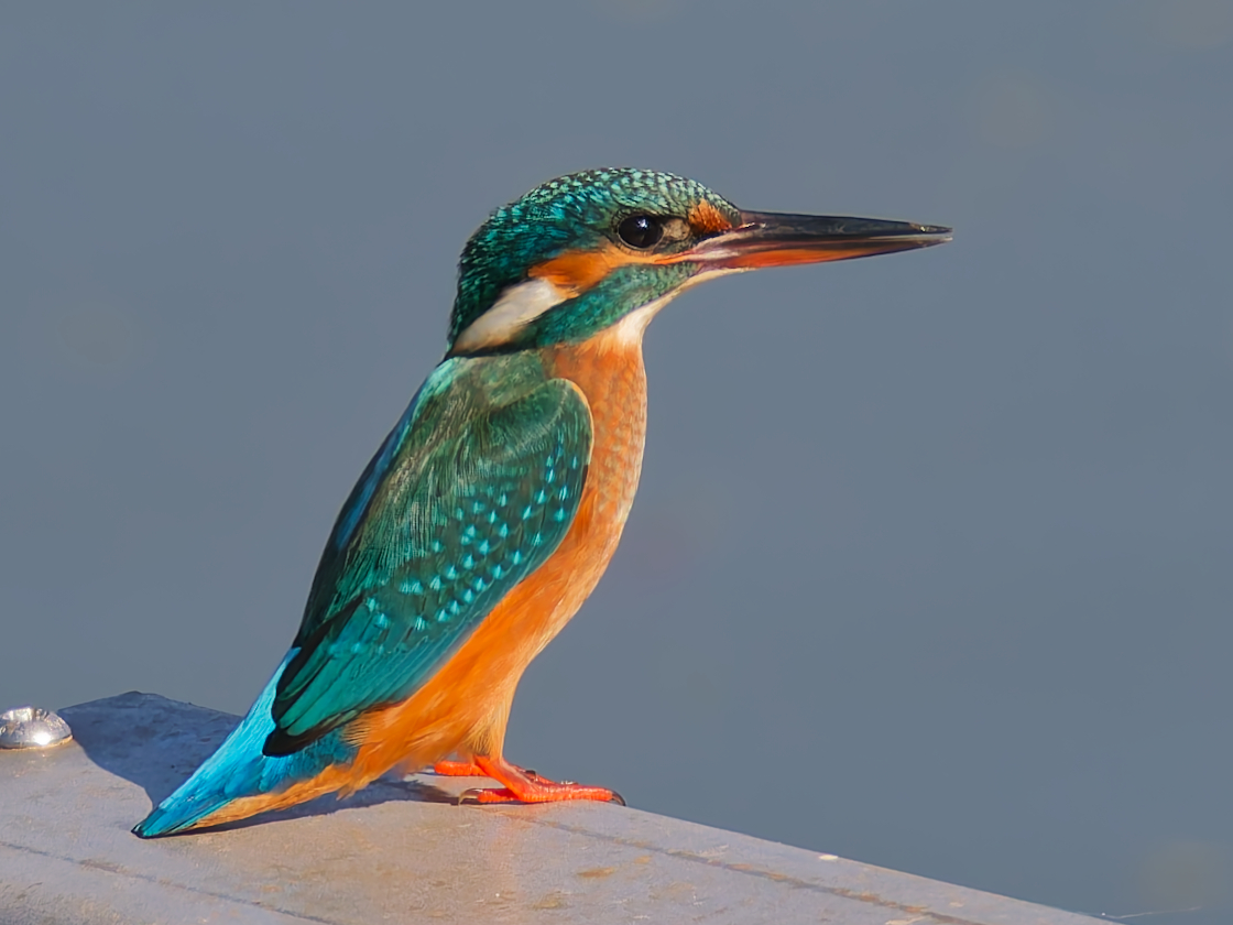 birdmanpaul's tweet photo. Common Kingfisher at Freiston Shore today https://t.co/scLHskhcG9