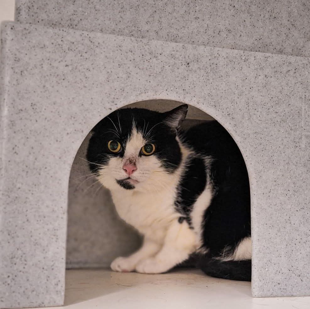 Garbaldi zoekt met veel SPOED erf &amp; hapje/ drankje  ❣️❣️❣️❣️❣️❣️❣️❣️
ikzoekbaas.dierenbescherming.nl/asieldier/katt…