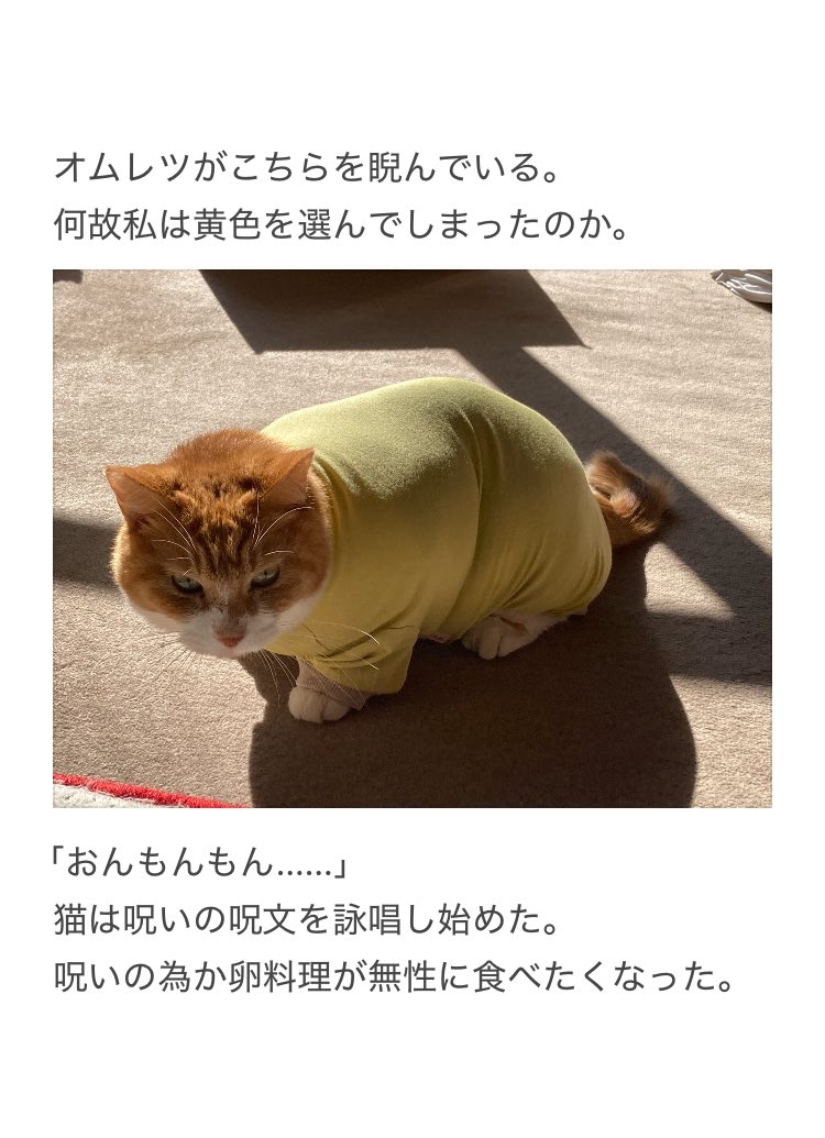 yalalalalalala's tweet photo. 【猫の術後服に注意が必要な理由】 https://t.co/0QOU0x79Dt