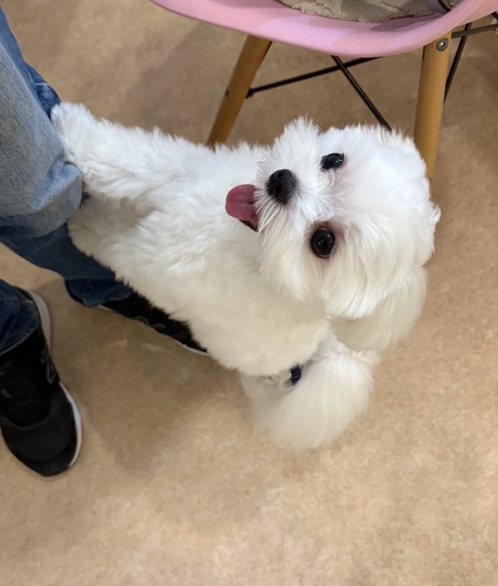 抱っこして🐶