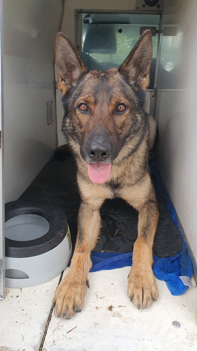 PD Tank assisted officers and NPAS last week, searching for an offender who had made off after assaulting an officer. 
Working together, the subject was located and detained by Tank as they attempted to make good a further escape 🐾

#dorsetpolice #policedogs #GPD #GSD #landshark