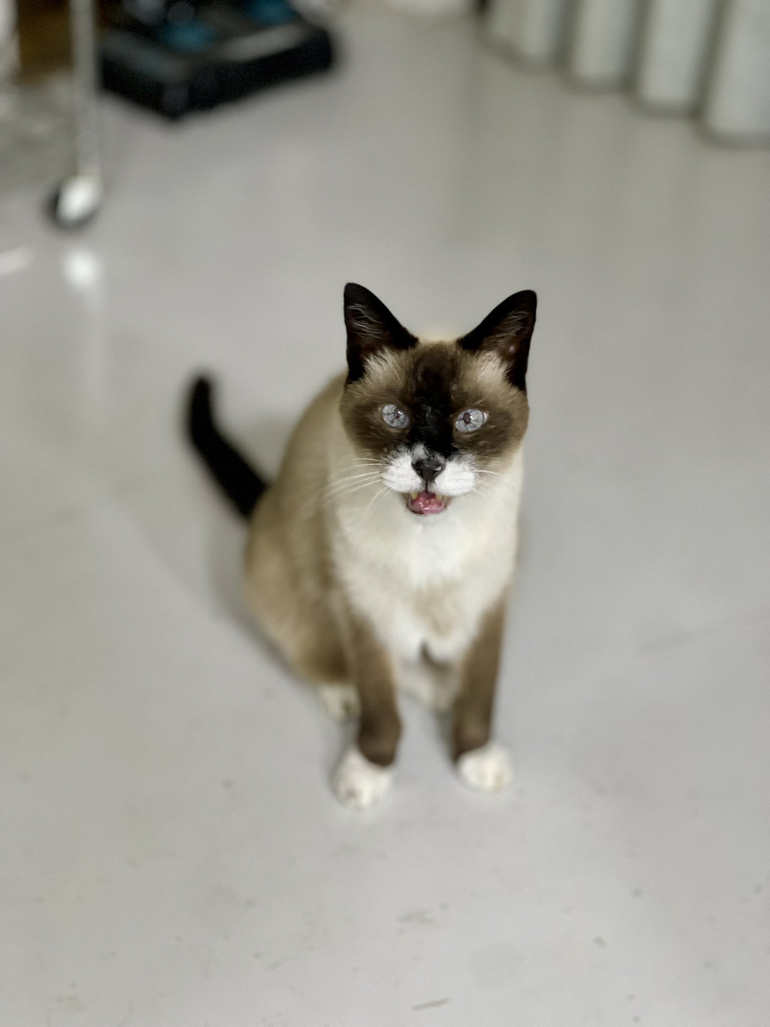 白猫好き 朔🐈断然猫派 on X: 