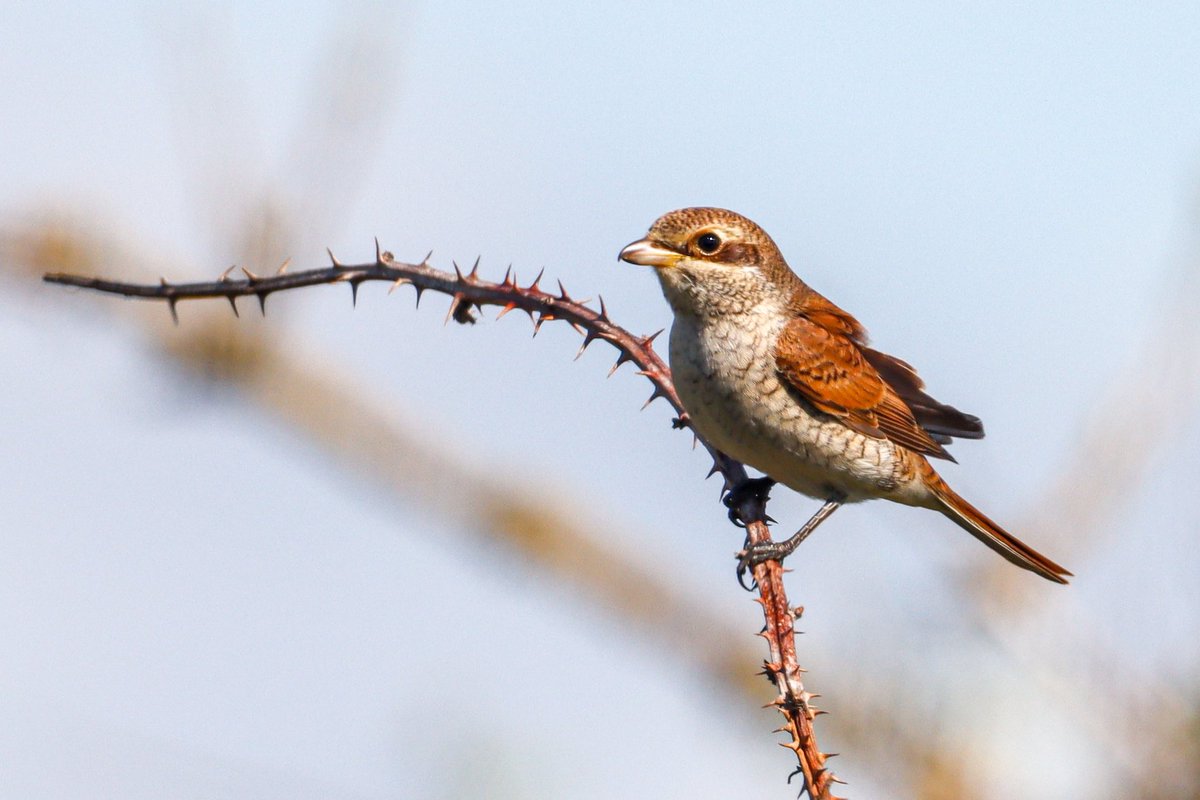 Found this Juvenile Red-Shrike this morning at Shingle Street by the tennis courts. Buzzing 
<a href="/BTO_Suffolk/">BTO Suffolk</a> <a href="/SuffolkBirdGrp/">Suffolk Bird Group</a>