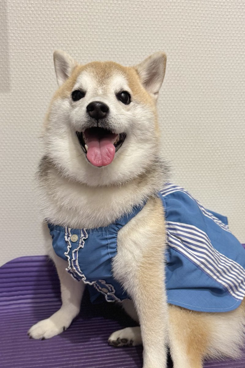 柴犬のことねさん(6)が、この夏500g太ったことを明かしました📢
彼女は『夏のせい、夏の暑さのせい』と、何処かで聞いたようなフレーズを繰り返しているとのこと。
また、信憑性は低いながらも『秋になったら本気出す』と意気込みを発表。
今後の動向に注目されています。