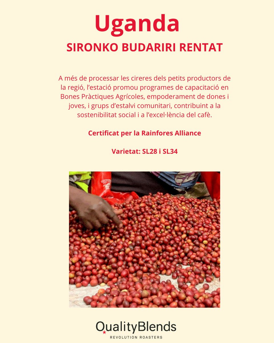 Nou origen a casa! ☕✨
Descobreix Uganda Sironko Budariri Lavado: poma roja, maduixa i xocolata en una tassa plena de caràcter.
Un cafè que dona suport a comunitats locals i transforma el teu matí.
#CafedeEspecialitat #NouOrigen #SpecialtyCoffee #CoffeeLovers #CafèSostenible