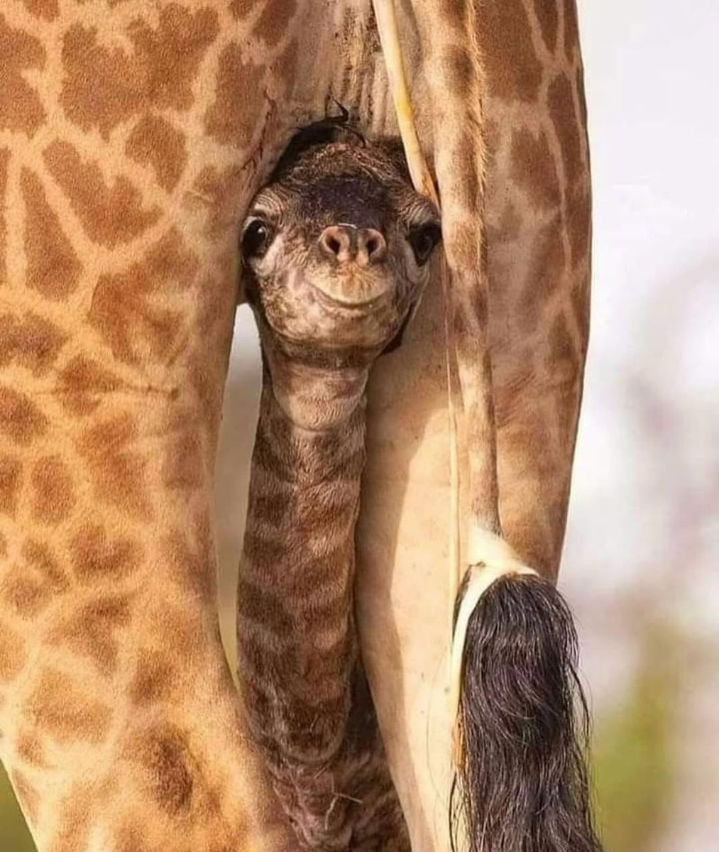 Our greatest strength lies in the gentleness and tenderness of our heart.

Rumi