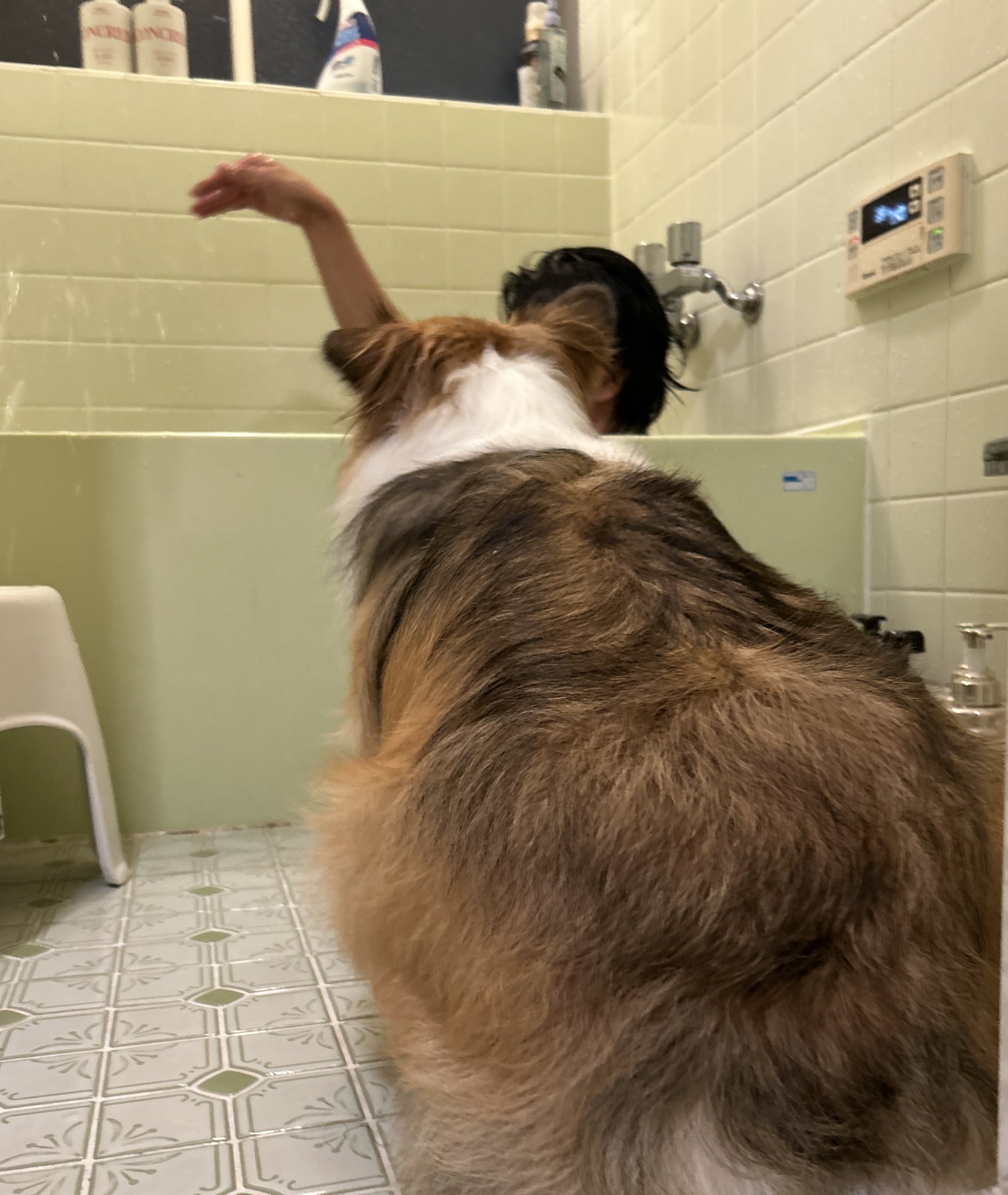 613.もっちりポテト⭐︎様 冷凍野菜】皮つきカットポテト（マチルダ種使用） | 全農食品