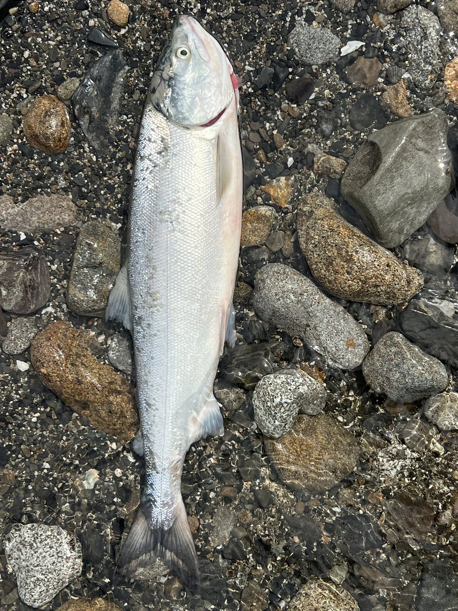 (  ˙▿˙　)あげるの忘れてたけど水曜日に十勝に遠征して秋鮭
