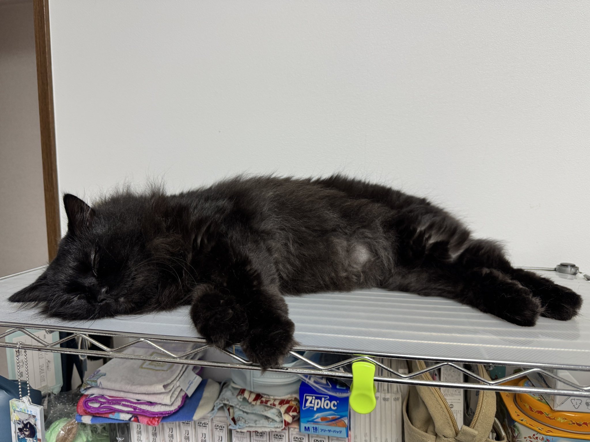 黒猫様 黒猫3兄妹 on X: 