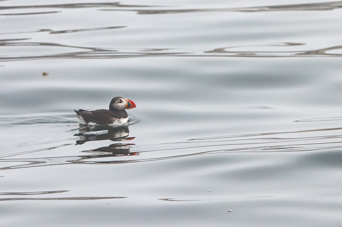 Good Saturday morning friends. Another Puffin shot from my trip to Maine. I liked the reflections in this one. Have a great day. #puffins #birds #birding #birdphotography #BirdsOfTwitter