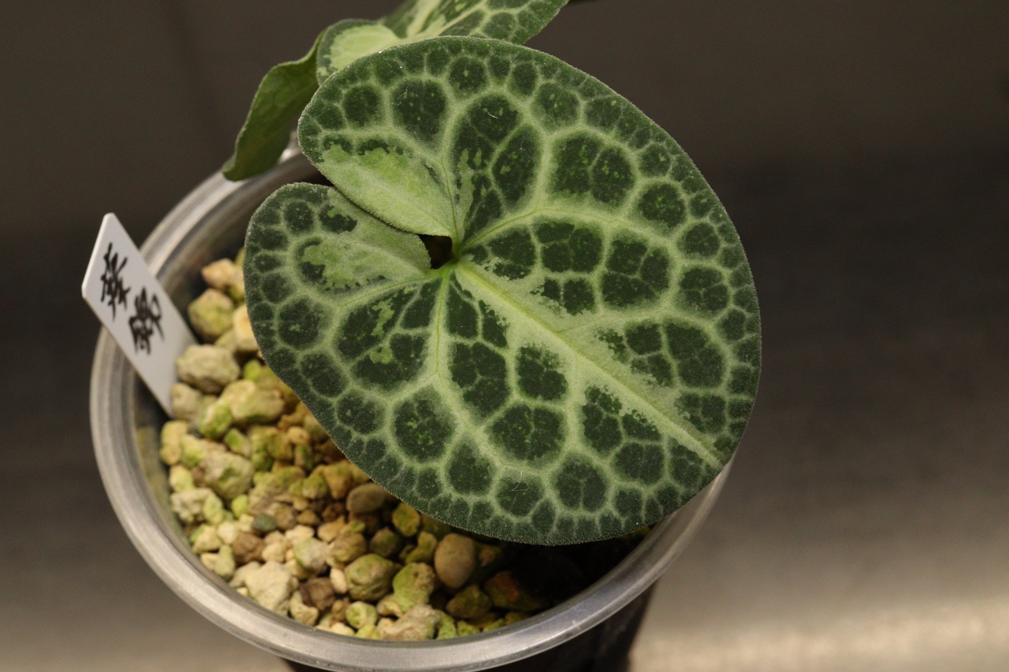 オトメ　カンアオイ　乱雪 SOLD OUT-Acid Rain FAV-SP25 Kekkishi Set - Pocket In Action Club