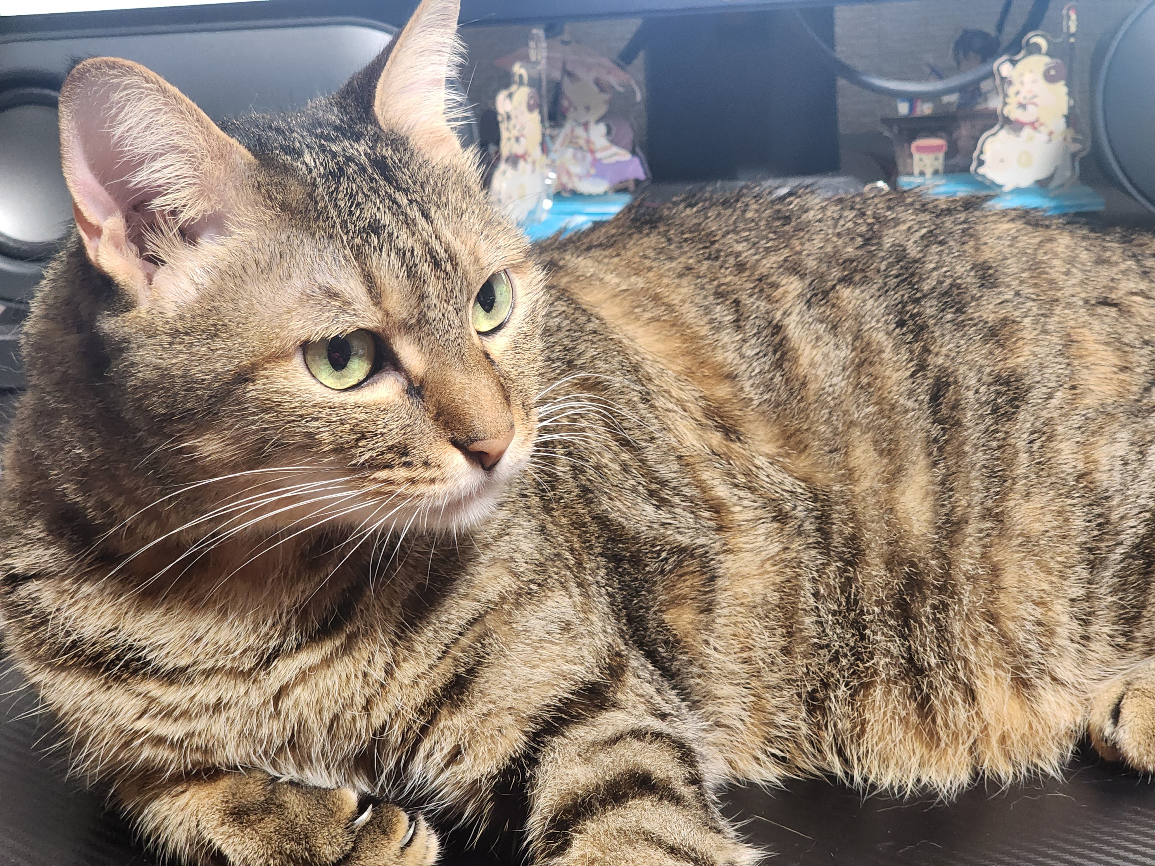 猫 智春模型 on X: 