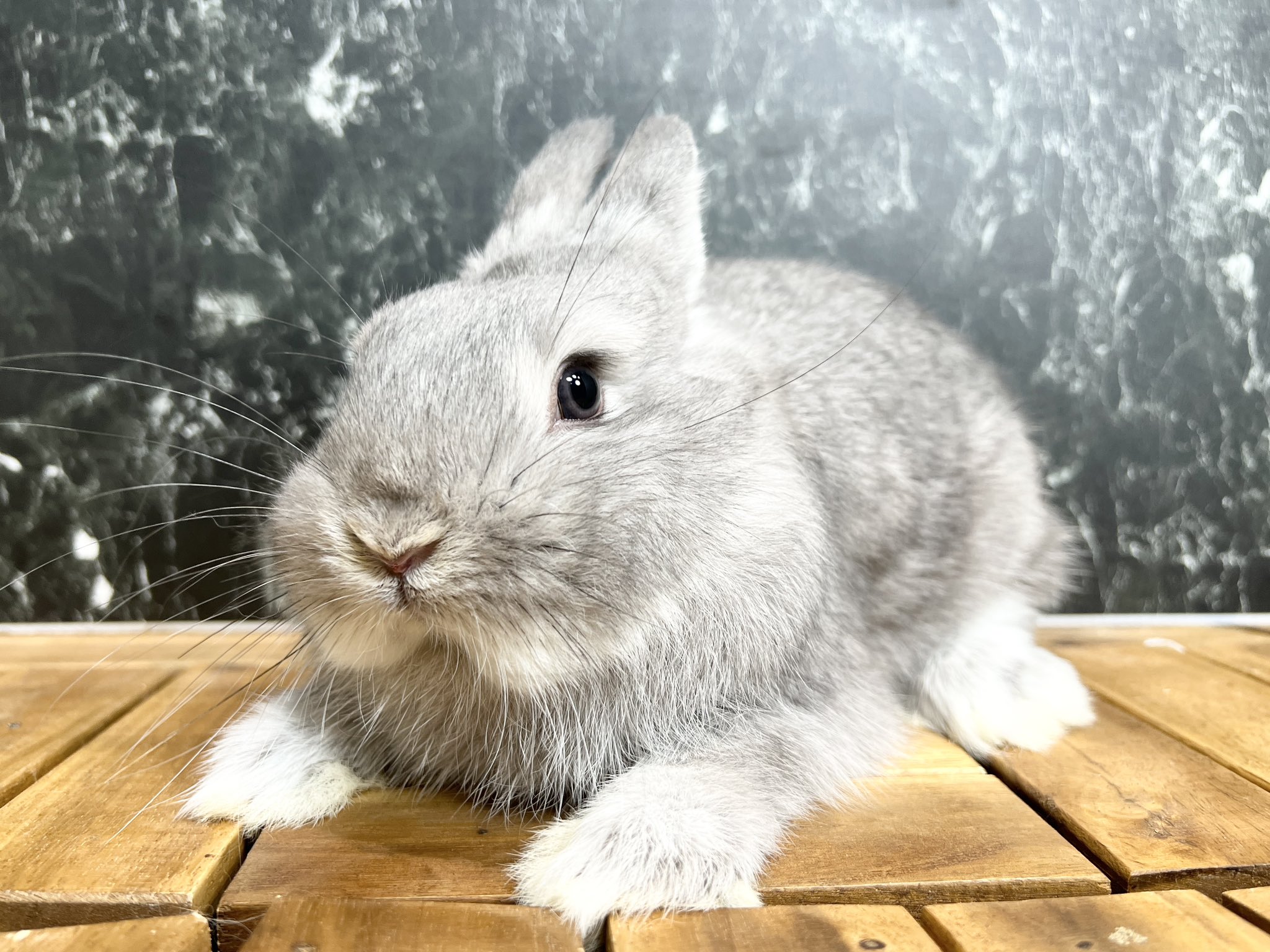 ラシュトン✳︎Rushtonうさぎさん ラシュトン✳︎Rushtonうさぎさん ラシュトン✳︎Rushtonうさぎさん