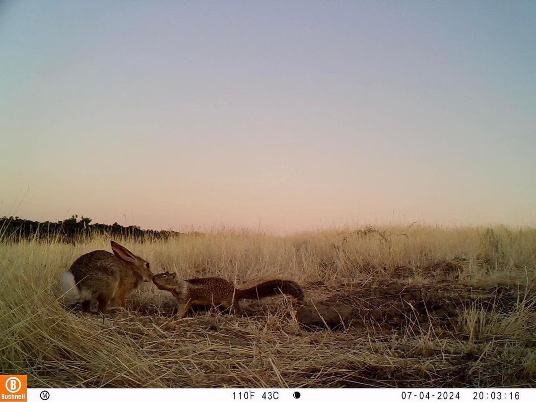 trailcam (@trail_cams) on Twitter photo 