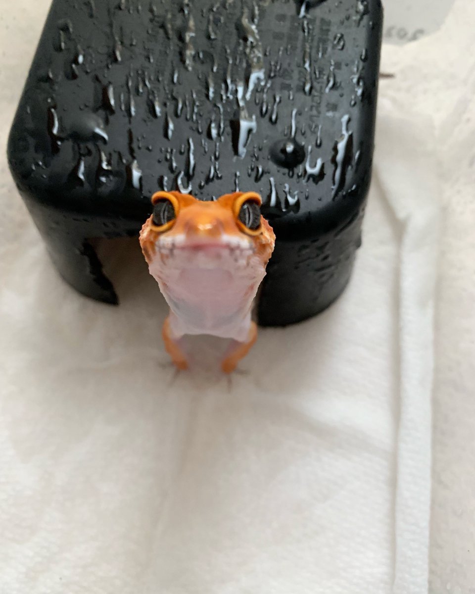 gachio55's tweet image. レオパは可愛いっス
レオパは表現が様々で楽しいッス
べんじゃみんは
レオパで脳が溺れてるッス🙏完

明日の近レプで我が家生まれの可愛い子達を見て頂けたら嬉しいです☺️
気になる子がいたらお声がけください☺️

#近畿レプタイルズマーケット
#近レプ
#ヒョウモントカゲモドキ
#爬虫類

@kinkirep