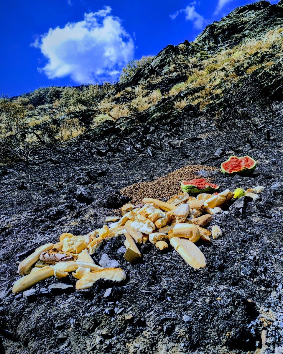 ¡Continuamos recogiendo y repartiendo alimentos en los límites de las zonas quemadas!

Ya hemos repartido varias toneladas por la montaña leonesa y la palentina. Ayer viernes y hoy hemos recogido más donativos, que repartiremos por las zonas límites del fuego, por donde sabemos