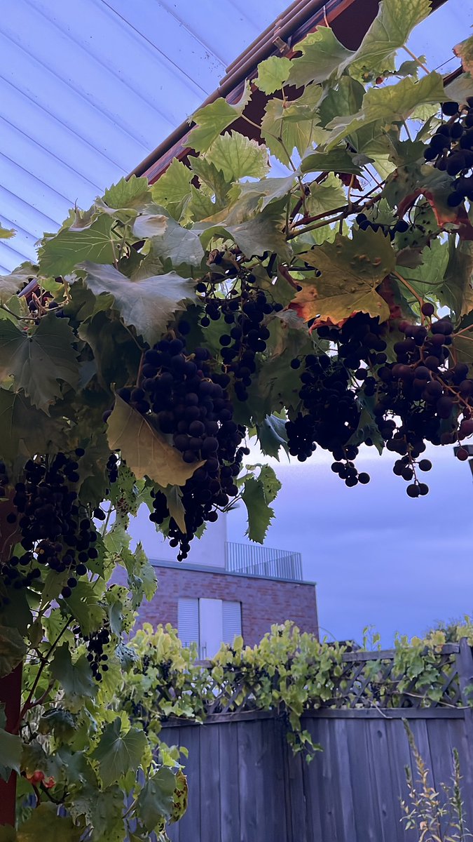 Ich brauche Ideen, was wir dieses Jahr aus den Trauben machen können. Gelee und Schnaps ausm letzten Jahr stehen noch hier, das fällt also weg. 😅