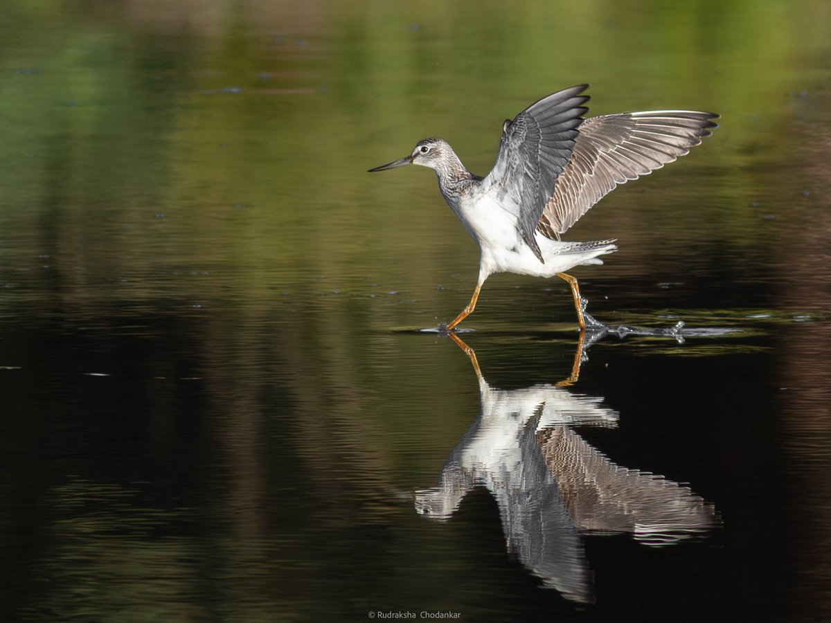 rudraksh9's tweet image. Chuffed to find this Grasshopper Warbler at Chobham Common today. Also Greenshank, Common Sandpiper. @Team_eBird checklist - ebird.org/checklist/S270…

#surreybirds #birdwatching @SurreyBirdNews @SurreyWT