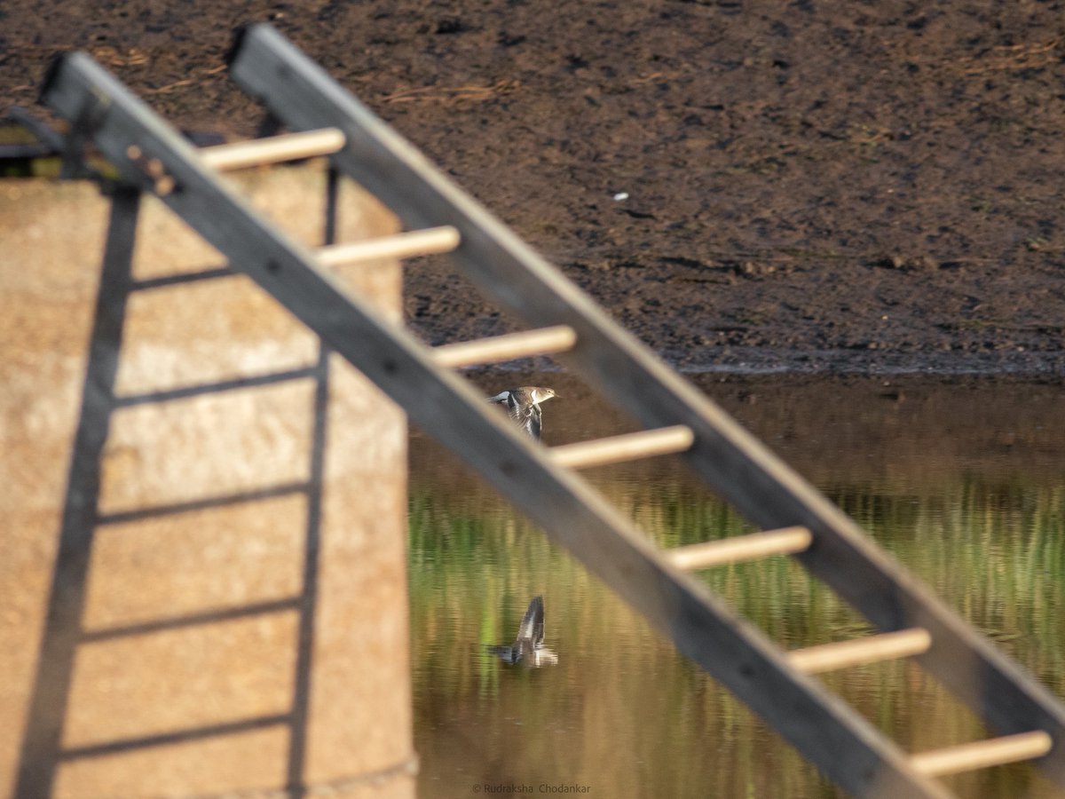 Chuffed to find this Grasshopper Warbler at Chobham Common today. Also Greenshank, Common Sandpiper. <a href="/Team_eBird/">eBird</a> checklist - ebird.org/checklist/S270…

#surreybirds #birdwatching <a href="/SurreyBirdNews/">SurreyBirdClubNews</a> <a href="/SurreyWT/">Surrey Wildlife Trust</a>