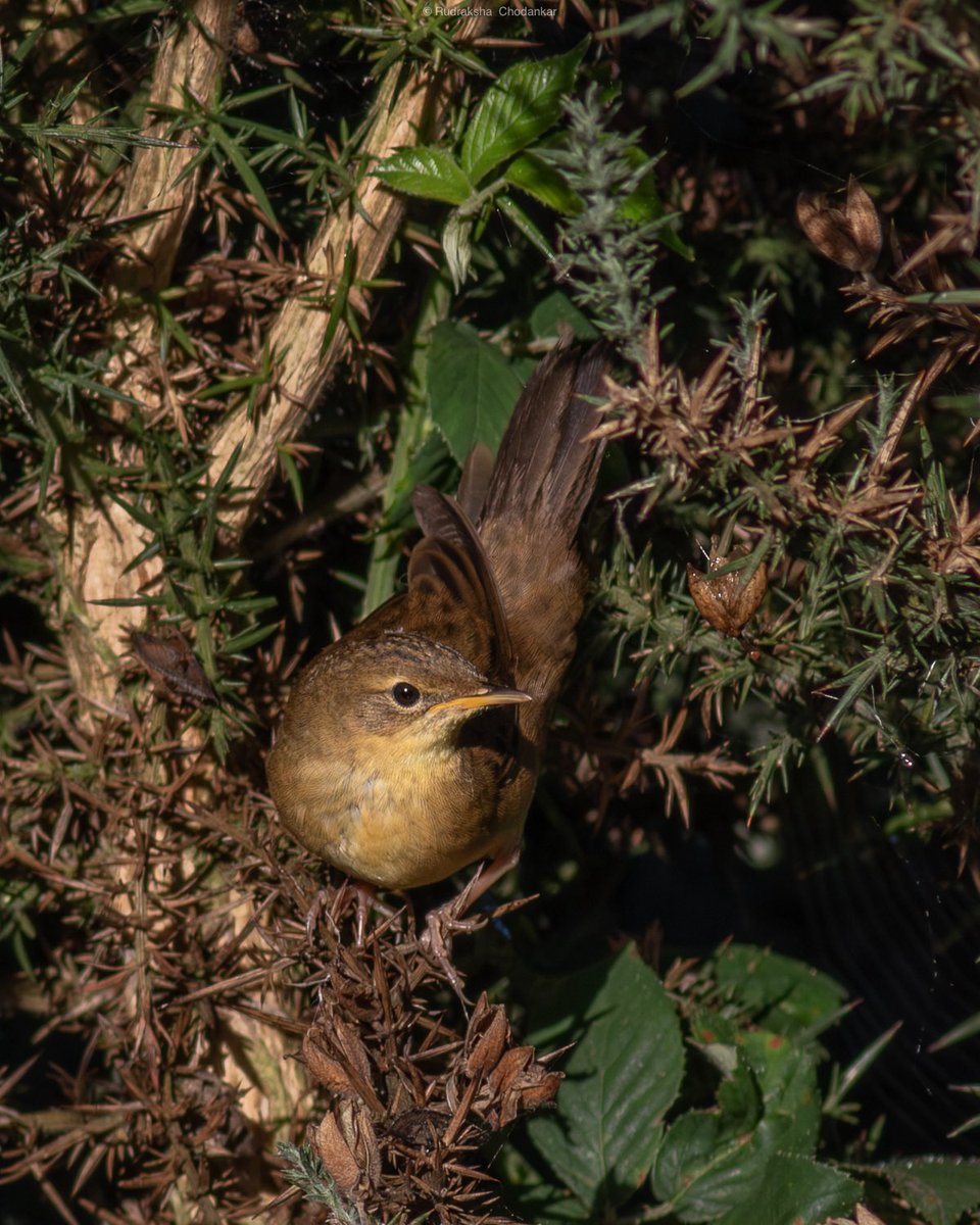rudraksh9's tweet image. Chuffed to find this Grasshopper Warbler at Chobham Common today. Also Greenshank, Common Sandpiper. @Team_eBird checklist - ebird.org/checklist/S270…

#surreybirds #birdwatching @SurreyBirdNews @SurreyWT
