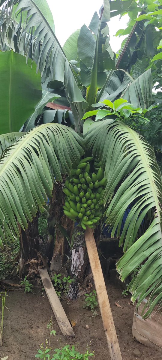 raimonvibe's tweet photo. Check out this plantain tree! My buddy John (@john_dedatageek) says it takes no longer than a year to grow one. Order some plantains from him! What’s your take? #PlantainTree #Gardening https://t.co/XUBQkHaIX4