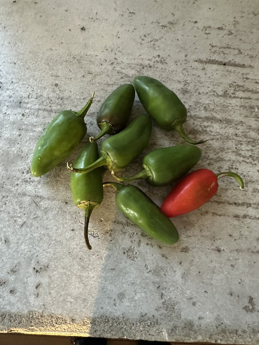Our one plant jalapeño harvest has been bountiful and spicy this year. 🌶️ 👍 
We are finding the later in season jalapeño are not a spicy is that because of the cooler weather?
